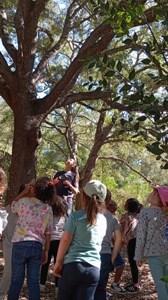 arbol